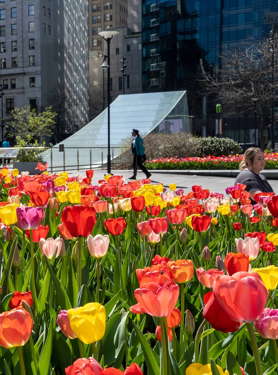 Tulips blooming at Dilworth Park, just outside of Philadelphia's City Hall.