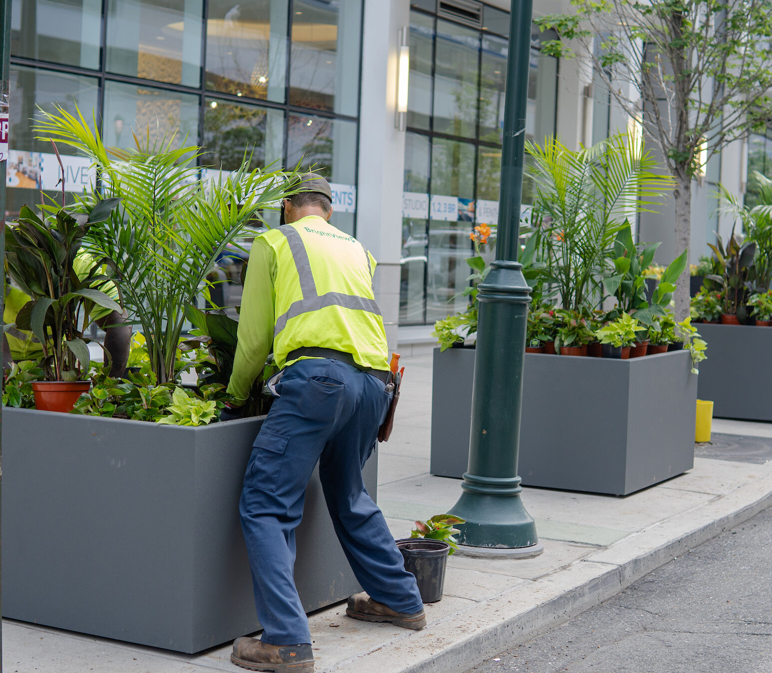 Staff planting flowers and greenery in planters along the street.